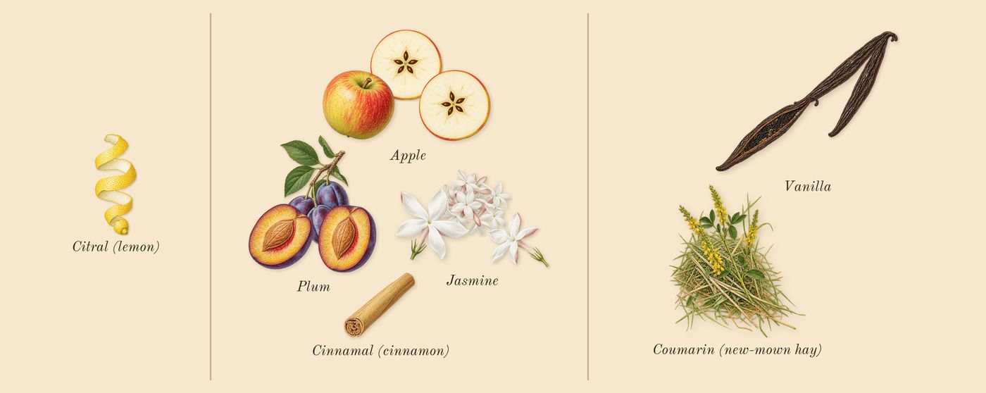 Alive’s scent picture, a draft: plum, vanilla, jasmine, apple, coumarin (new-mown hay), citral (lemon) drawn so far; dashed outlines where nothing is drawn yet