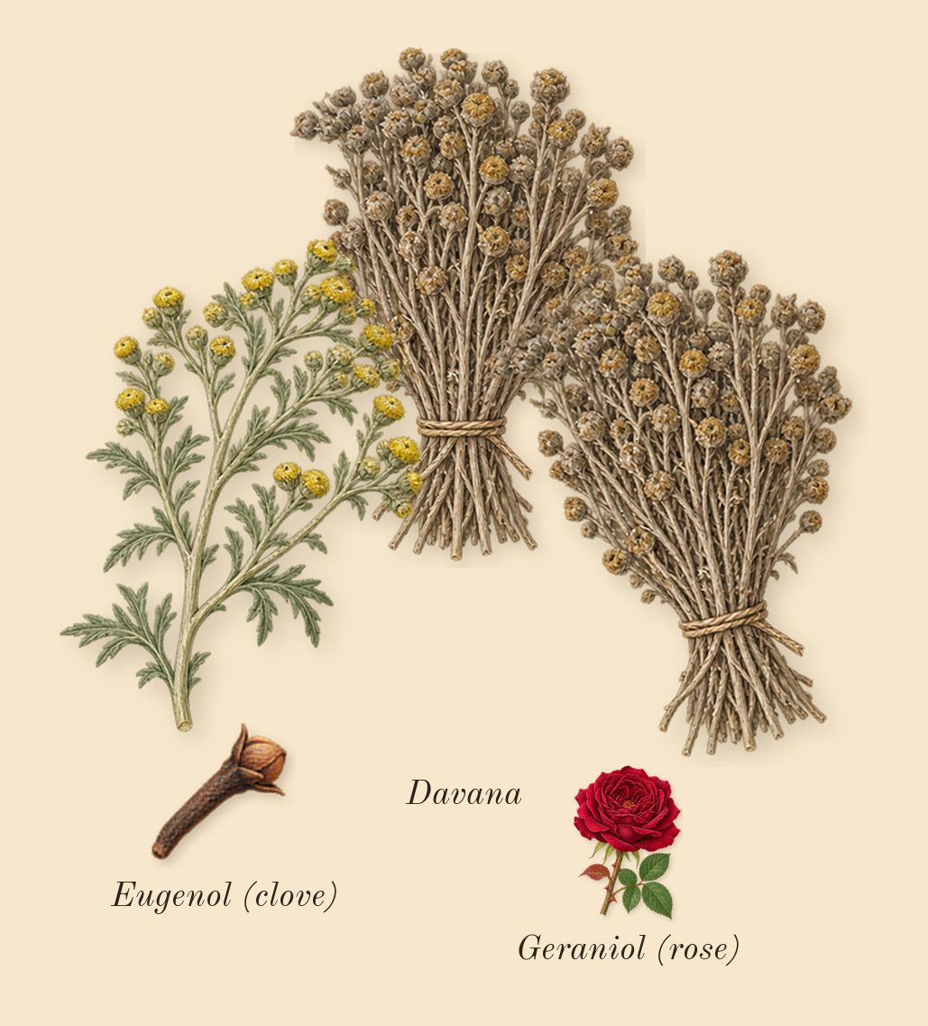 Bottled Absolu, heart: Davana, Geraniol (rose), Eugenol (clove)