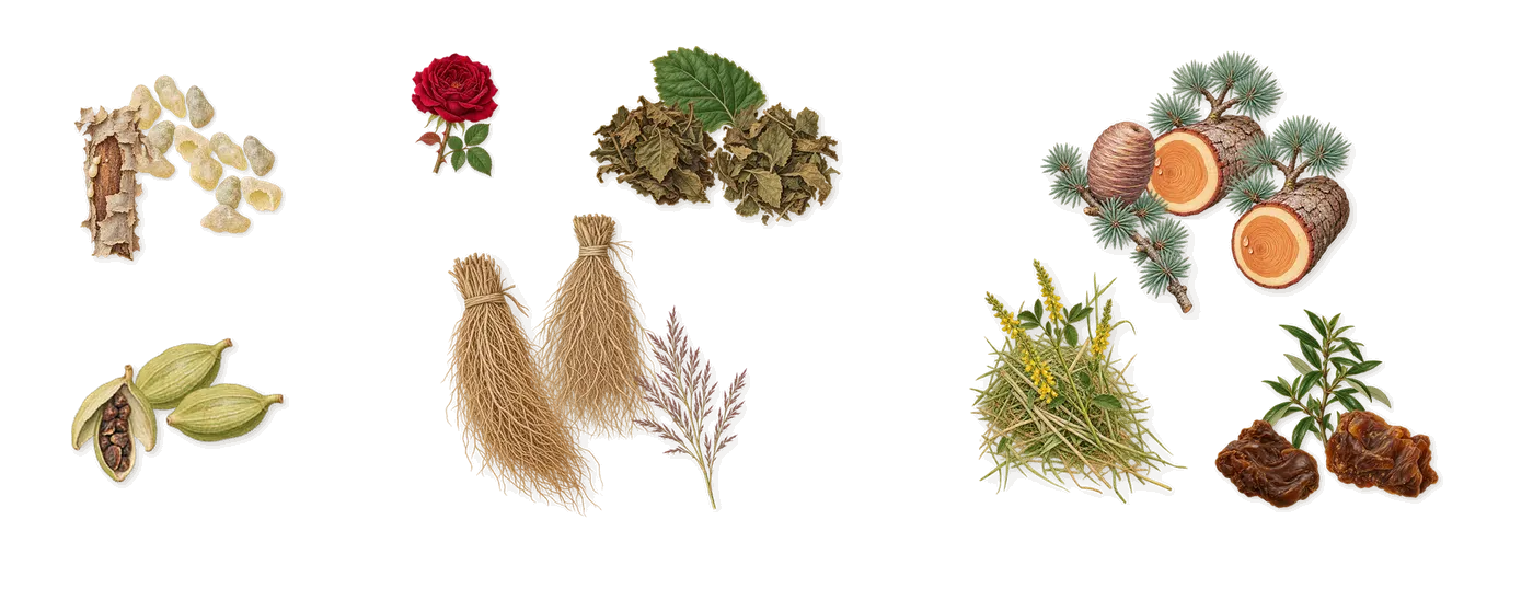 Bottled Elixir’s scent picture, a draft: frankincense, cardamom, vetiver, patchouli, cedar, labdanum drawn so far; dashed outlines where nothing is drawn yet
