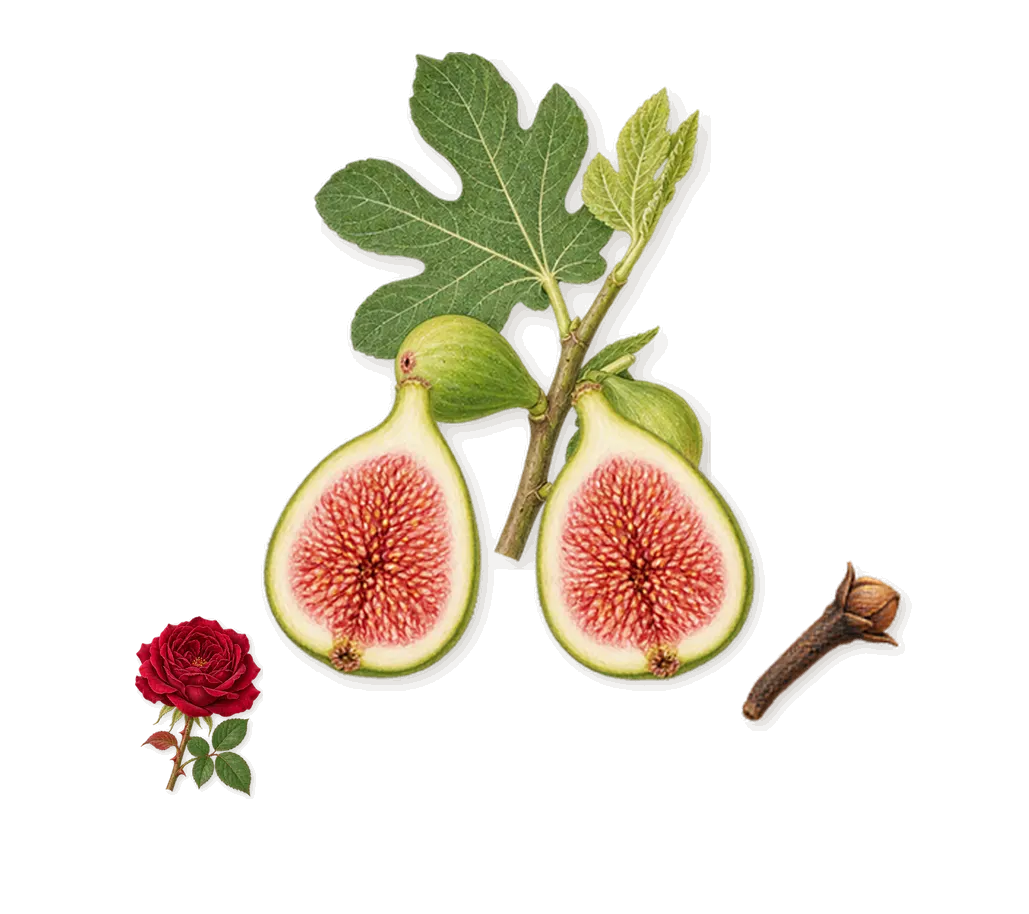 Bottled, as it settles: Fig, Geraniol (rose), Eugenol (clove)