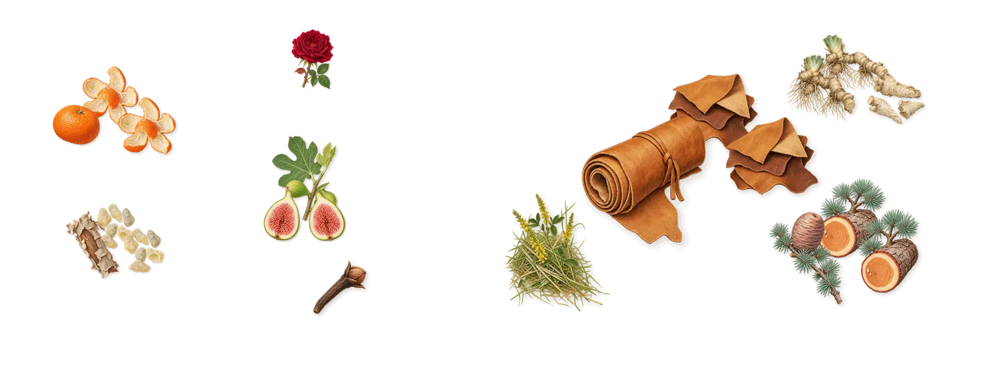 Bottled’s scent picture, a draft: iris, fig, mandarin, frankincense, cedar, vegetal leather drawn so far; dashed outlines where nothing is drawn yet