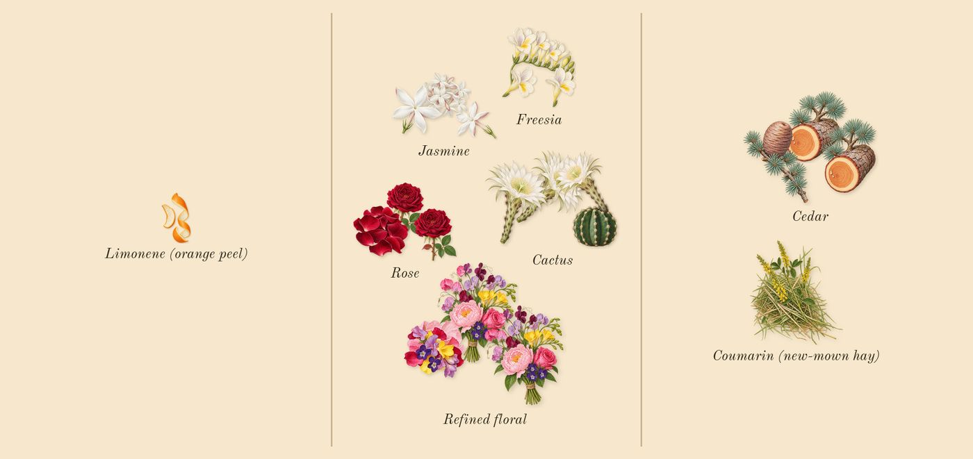 Ma Vie’s scent picture, a draft: cactus, refined floral, cedar, freesia, jasmine, rose drawn so far; dashed outlines where nothing is drawn yet