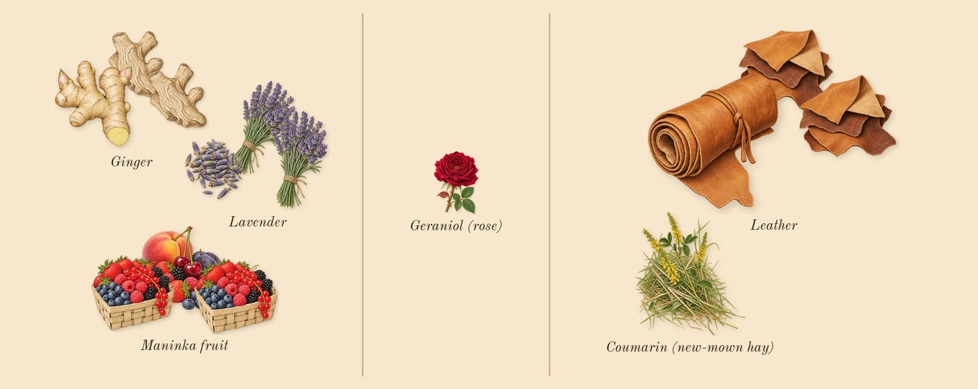 The Scent’s scent picture, a draft: ginger, maninka fruit, leather, lavender, coumarin (new-mown hay), geraniol (rose) drawn so far; dashed outlines where nothing is drawn yet