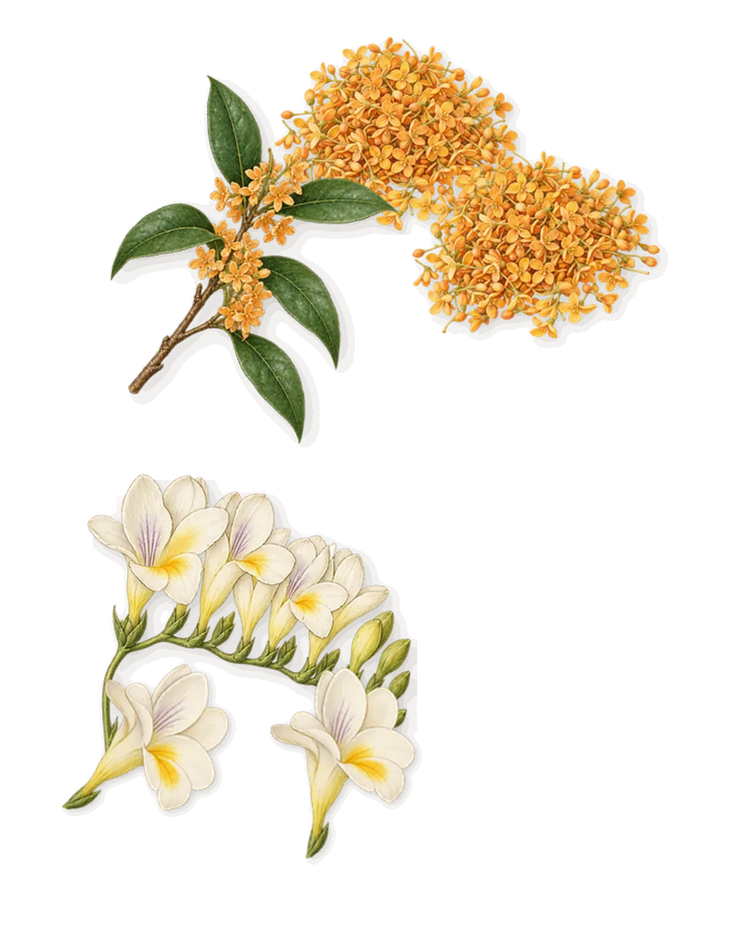 The Scent for Her, as it settles: Osmanthus, Freesia