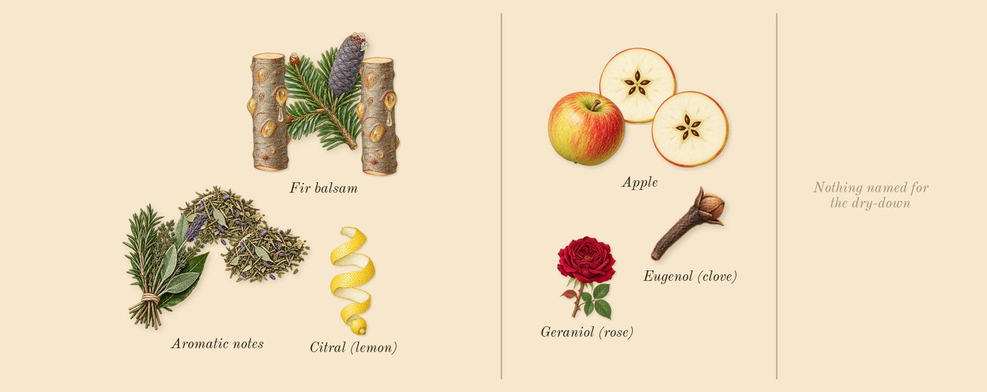 Hugo Man’s scent picture, a draft: apple, fir balsam, aromatic notes, citral (lemon), geraniol (rose), eugenol (clove) drawn so far; dashed outlines where nothing is drawn yet