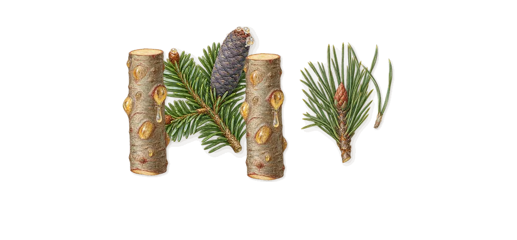 Cape Heartache, when you spray it: Fir balsam, Pine