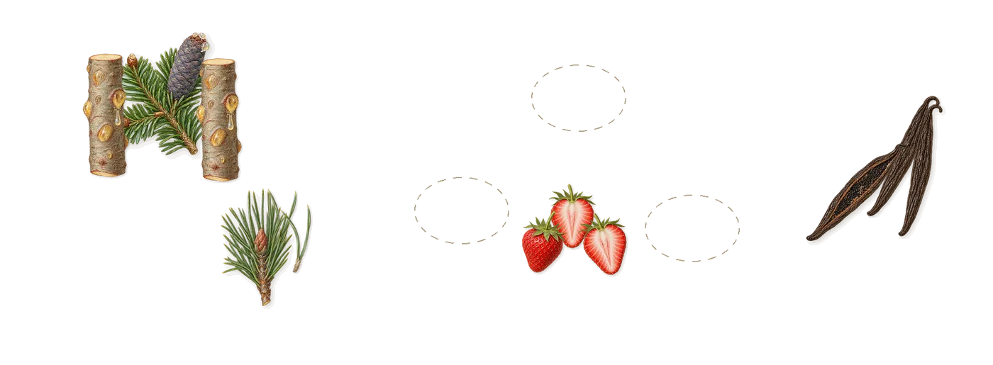 Cape Heartache’s scent picture, a draft: fir balsam, pine, vanilla, strawberry drawn so far; dashed outlines where nothing is drawn yet