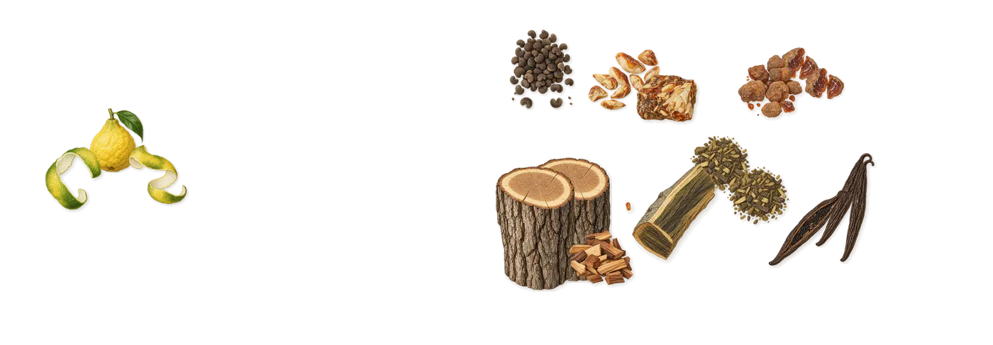 Memoirs of a Trespasser’s scent picture, a draft: vanilla, guaiacwood, myrrh, benzoin, ambrette, oak drawn so far; dashed outlines where nothing is drawn yet
