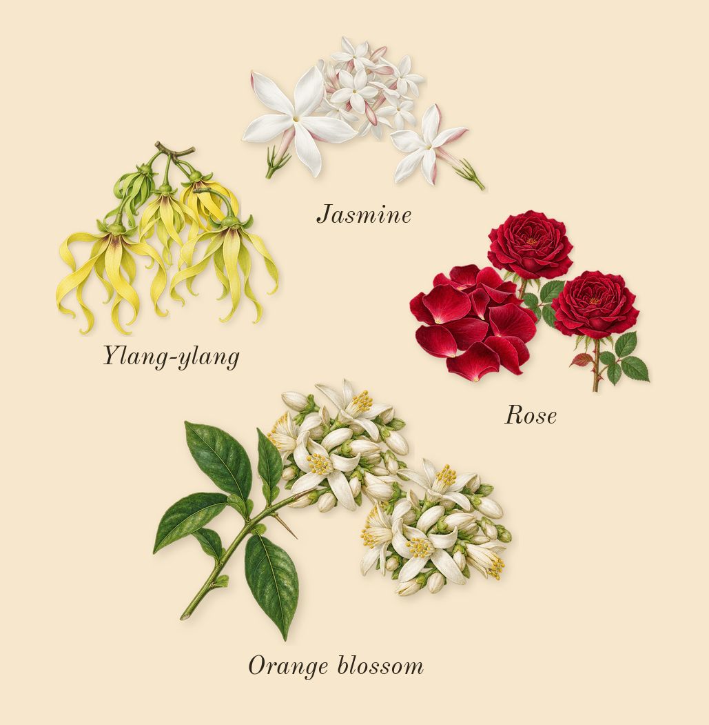 Imitation Woman, top notes: Rose, Ylang-ylang, Orange blossom, Jasmine