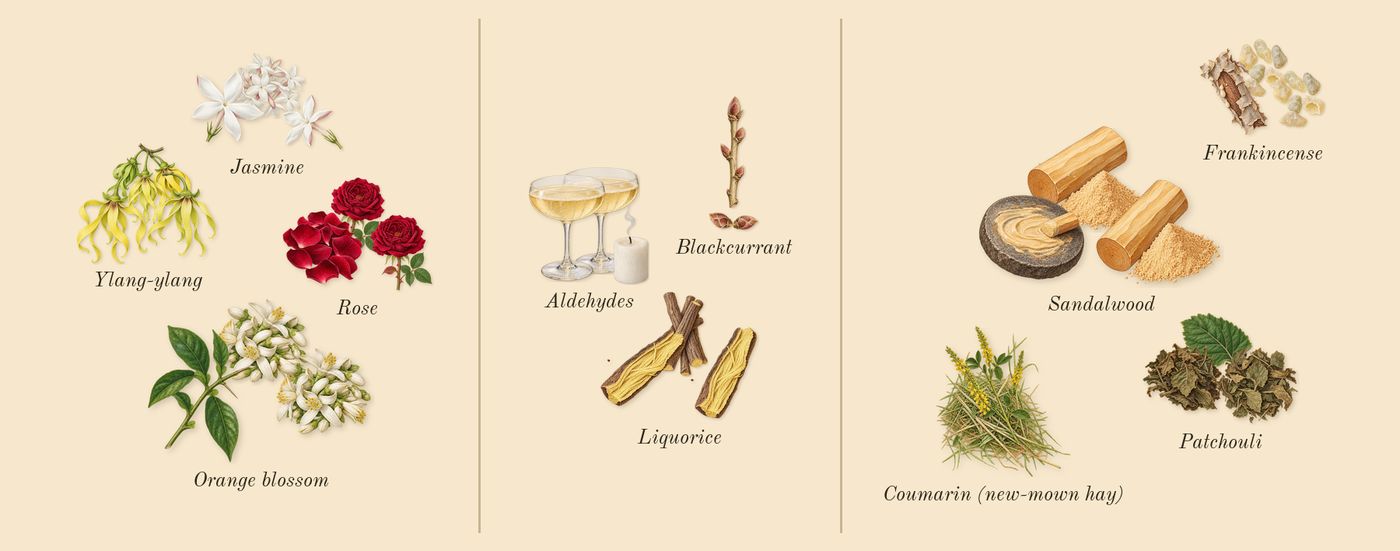 Imitation Woman’s scent picture, a draft: rose, ylang-ylang, orange blossom, jasmine, blackcurrant, aldehydes drawn so far; dashed outlines where nothing is drawn yet