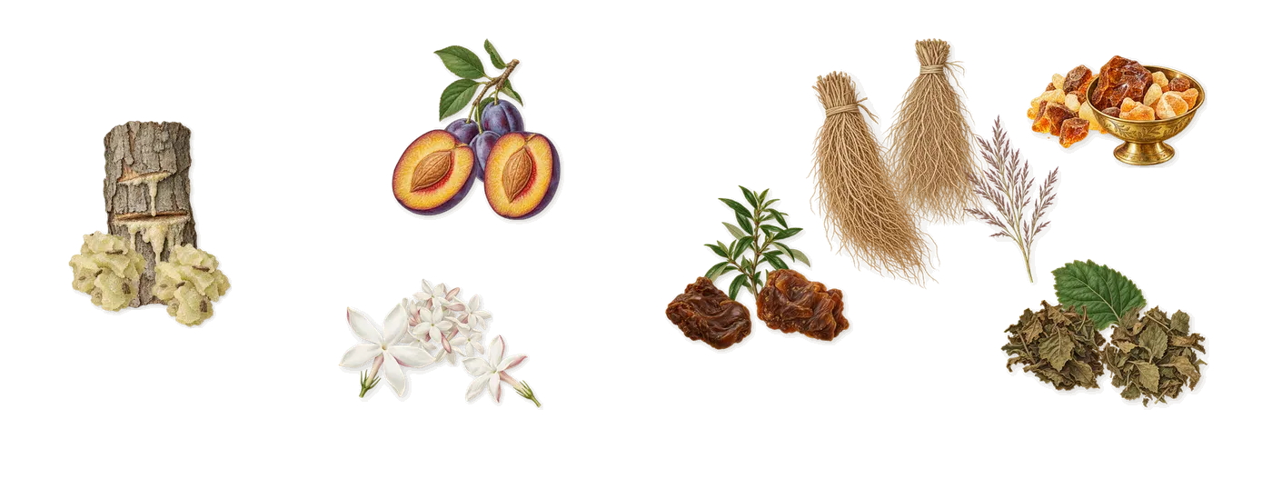 Isvaraya’s scent picture, a draft: plum, jasmine, patchouli, vetiver, labdanum, elemi drawn so far; dashed outlines where nothing is drawn yet