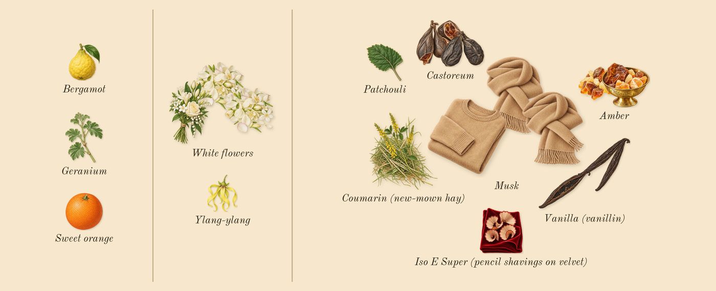 Absolute Aphrodisiac’s scent picture, a draft: white flowers, amber, vanilla (vanillin), musk, castoreum, patchouli drawn so far; dashed outlines where nothing is drawn yet