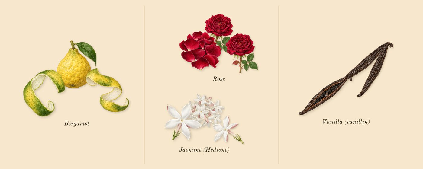 Atomic Rose’s scent picture, a draft: bergamot, rose, jasmine (hedione), vanilla (vanillin) drawn so far; dashed outlines where nothing is drawn yet