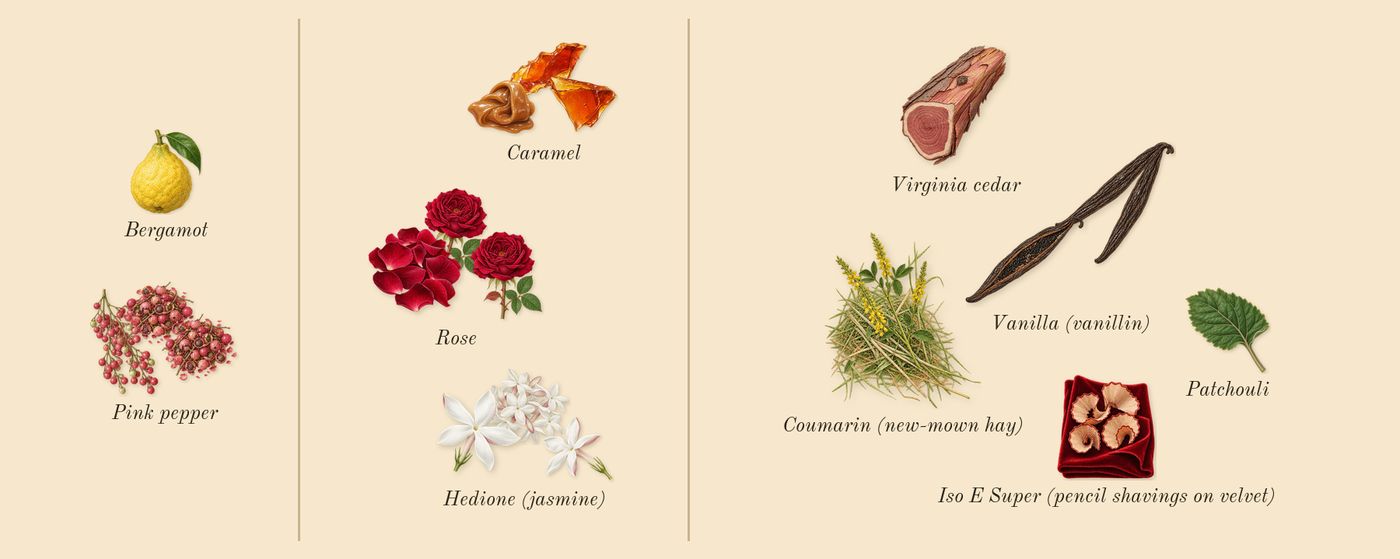Can't Get Enough’s scent picture, a draft: rose, pink pepper, hedione (jasmine), caramel, vanilla (vanillin), bergamot drawn so far; dashed outlines where nothing is drawn yet