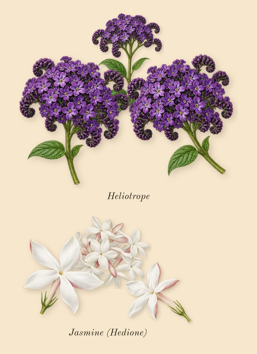 High Frequency, heart: Jasmine (Hedione), Heliotrope