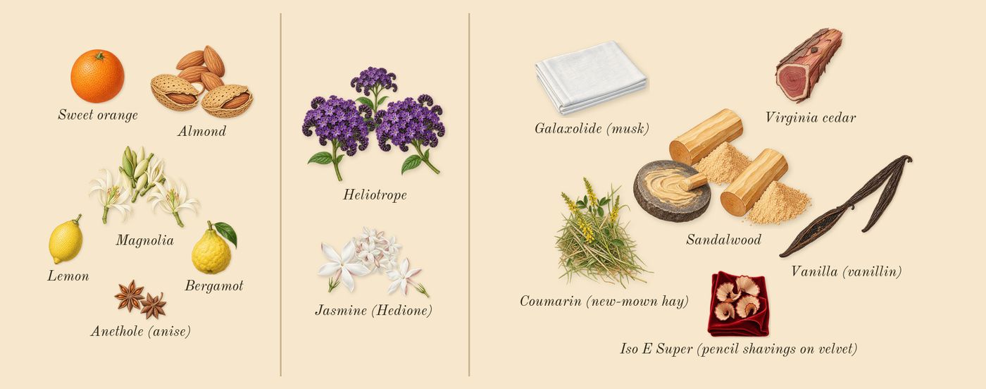 High Frequency’s scent picture, a draft: magnolia, jasmine (hedione), vanilla (vanillin), almond, sandalwood, heliotrope drawn so far; dashed outlines where nothing is drawn yet