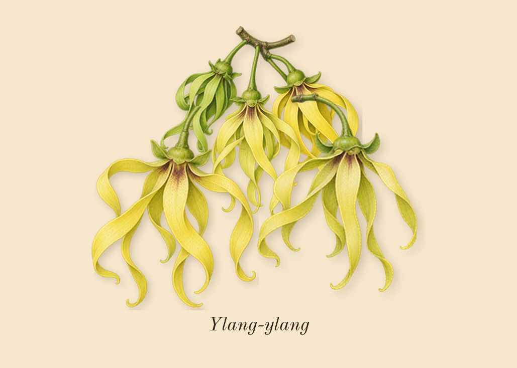 Lift Me Up, heart: Ylang-ylang