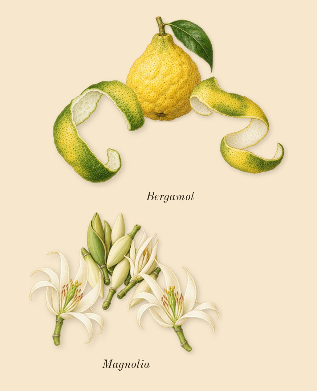 Lift Me Up, top notes: Bergamot, Magnolia