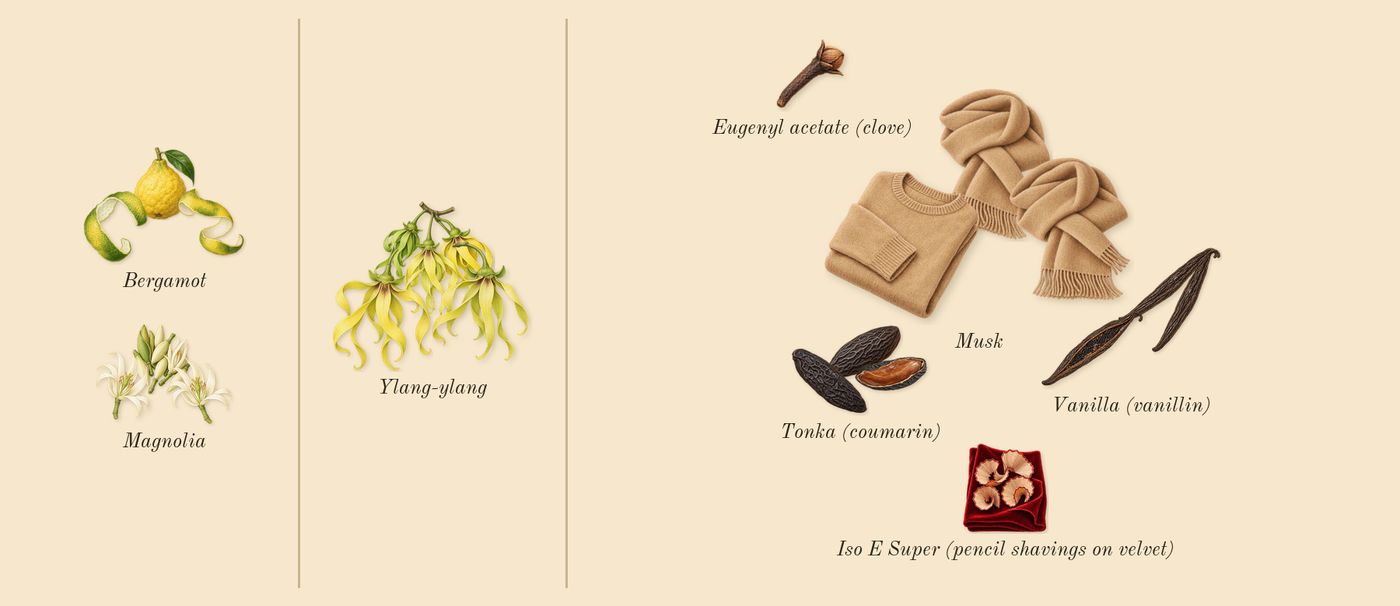 Lift Me Up’s scent picture, a draft: ylang-ylang, bergamot, magnolia, tonka (coumarin), vanilla (vanillin), musk drawn so far; dashed outlines where nothing is drawn yet