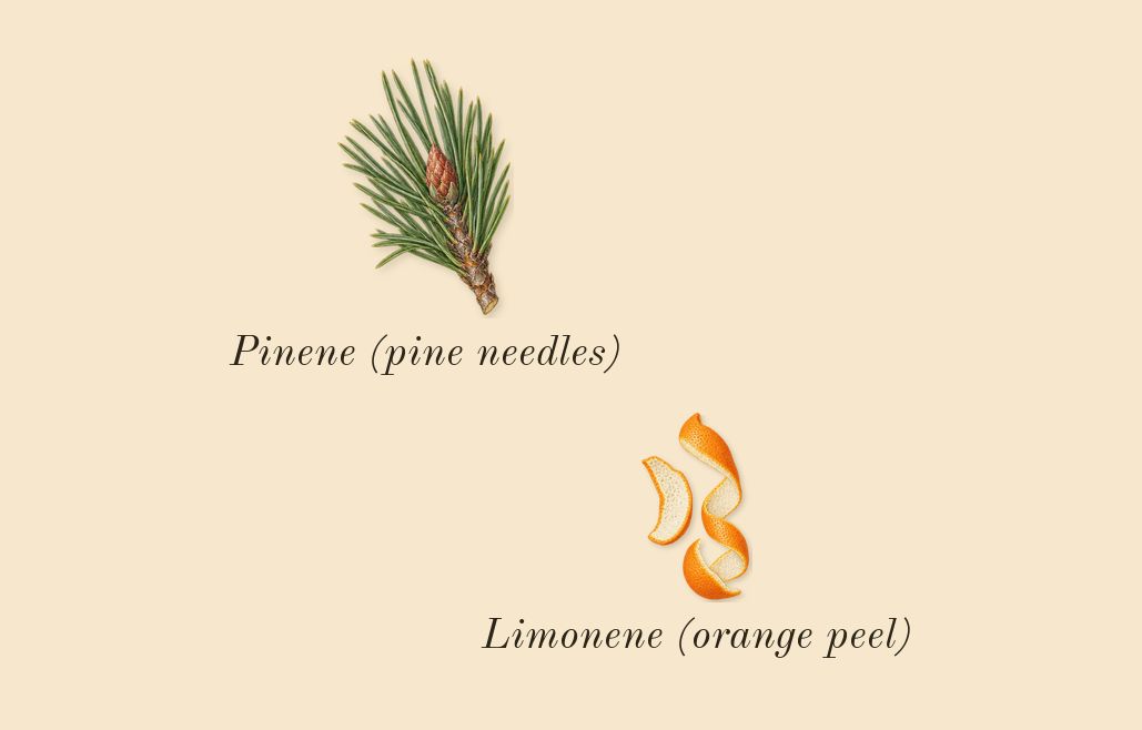 Magnetic Blend 7, top notes: Limonene (orange peel), Pinene (pine needles)