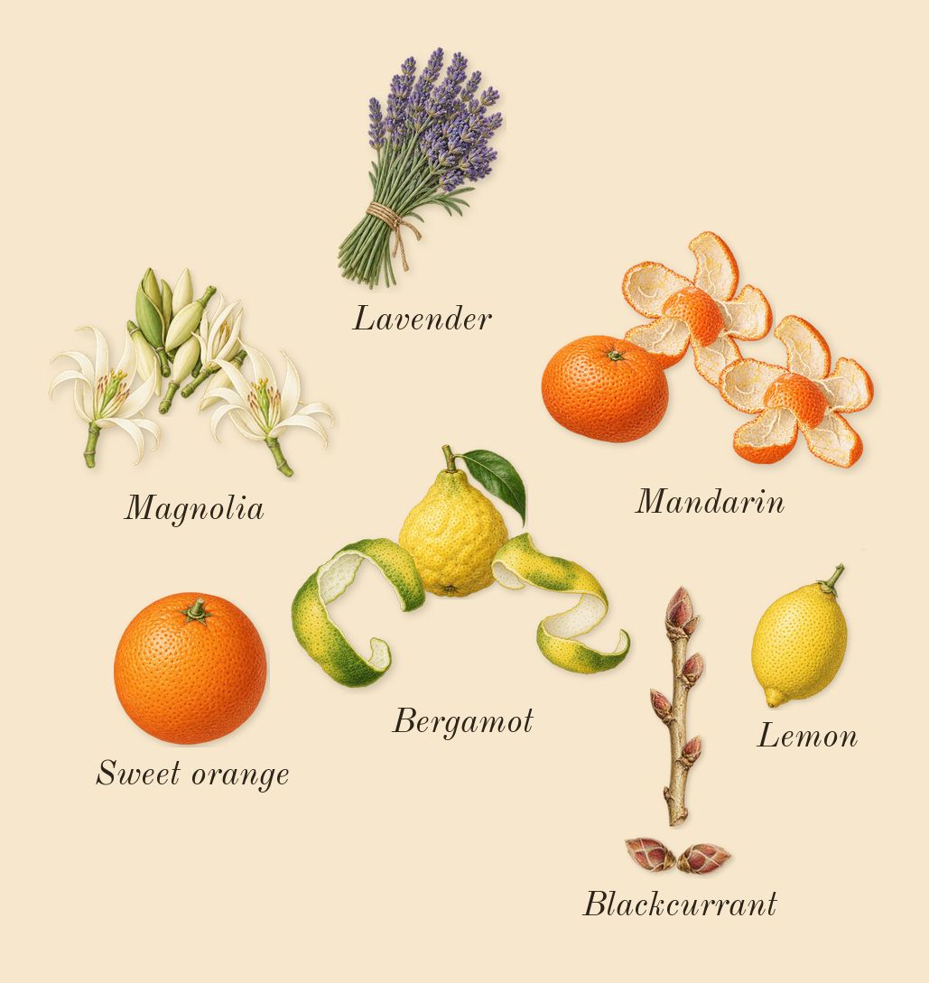Musk Therapy, top notes: Bergamot, Mandarin, Magnolia, Blackcurrant, Sweet orange, Lemon, Lavender