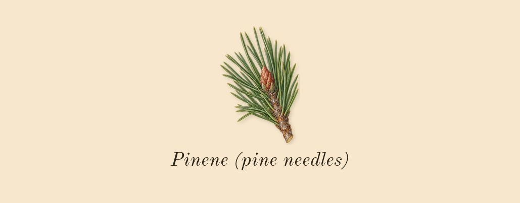 Mystic Experience, top notes: Pinene (pine needles)