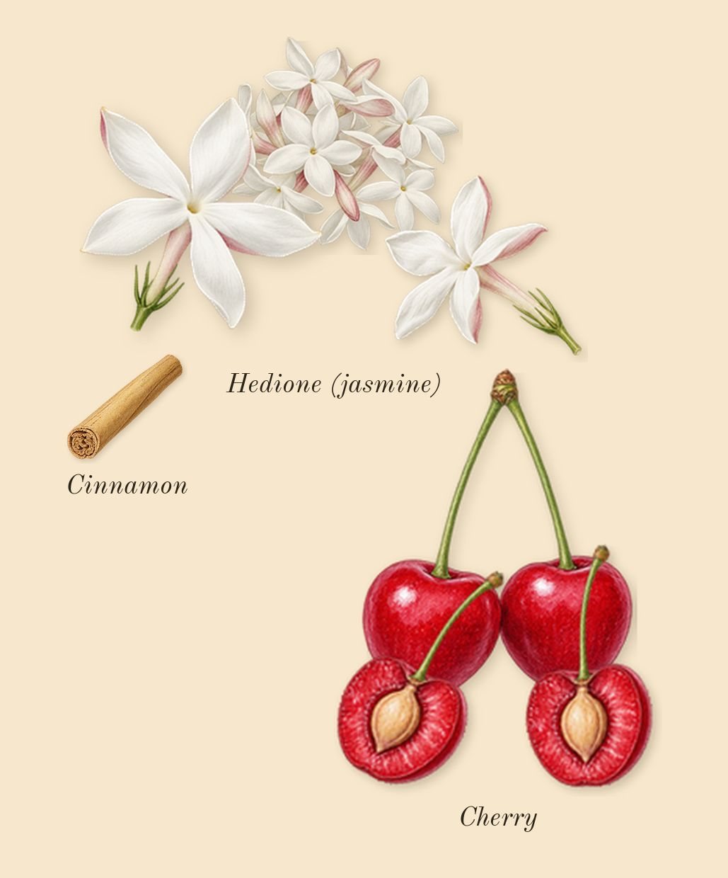 Narcotic Delight, heart: Cherry, Hedione (jasmine), Cinnamon