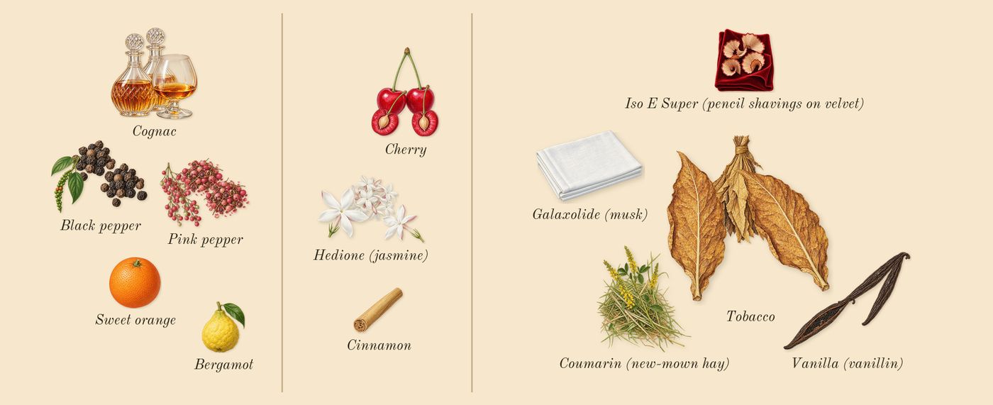 Narcotic Delight’s scent picture, a draft: cherry, cognac, vanilla (vanillin), black pepper, pink pepper, tobacco drawn so far; dashed outlines where nothing is drawn yet