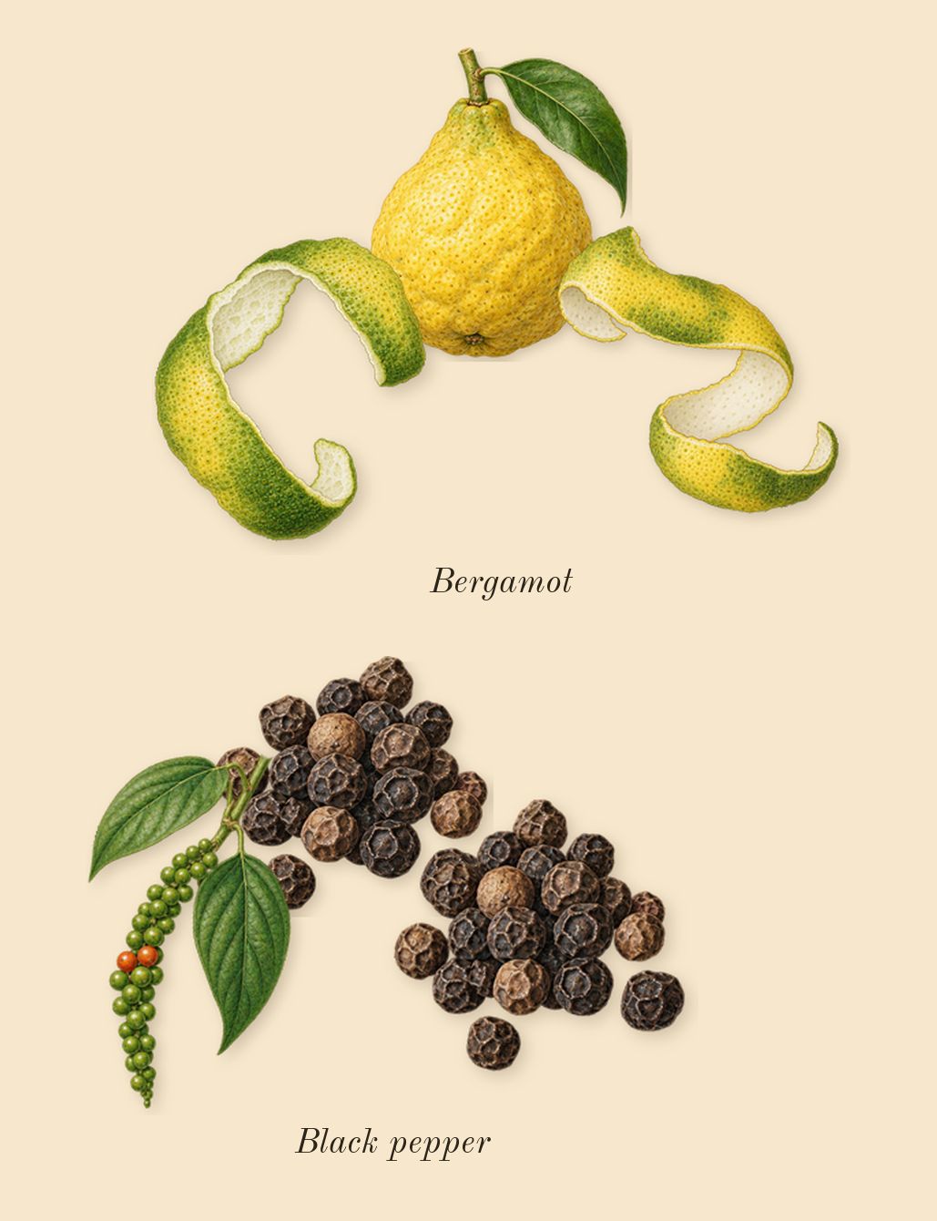 Oud for Grace, top notes: Bergamot, Black pepper