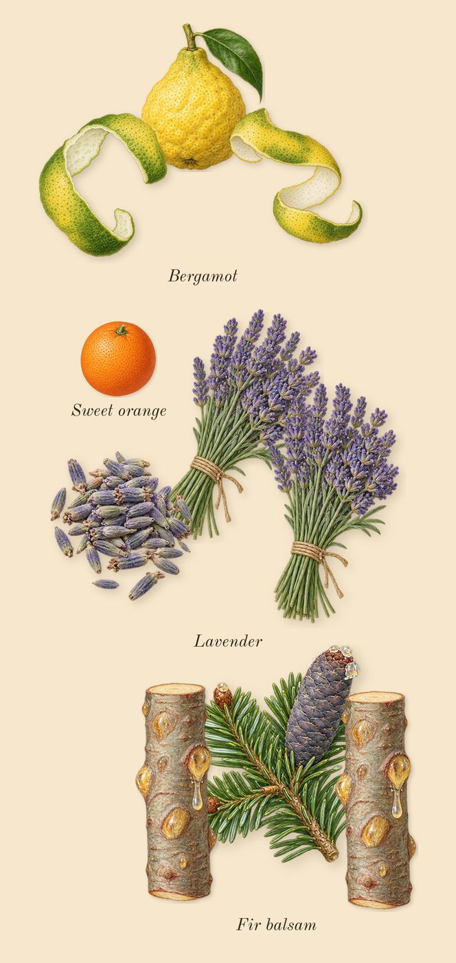 Oud for Greatness Neo, top notes: Bergamot, Lavender, Fir balsam, Sweet orange