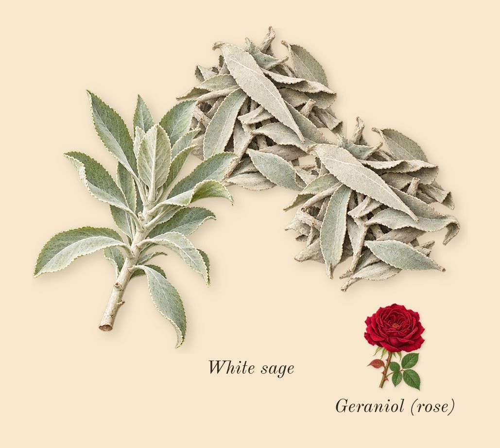 Paragon, heart: White sage, Geraniol (rose)