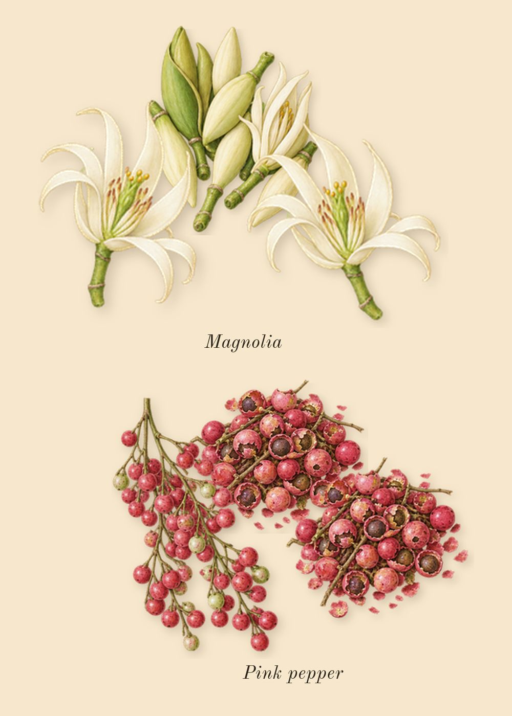 Power Self, top notes: Magnolia, Pink pepper