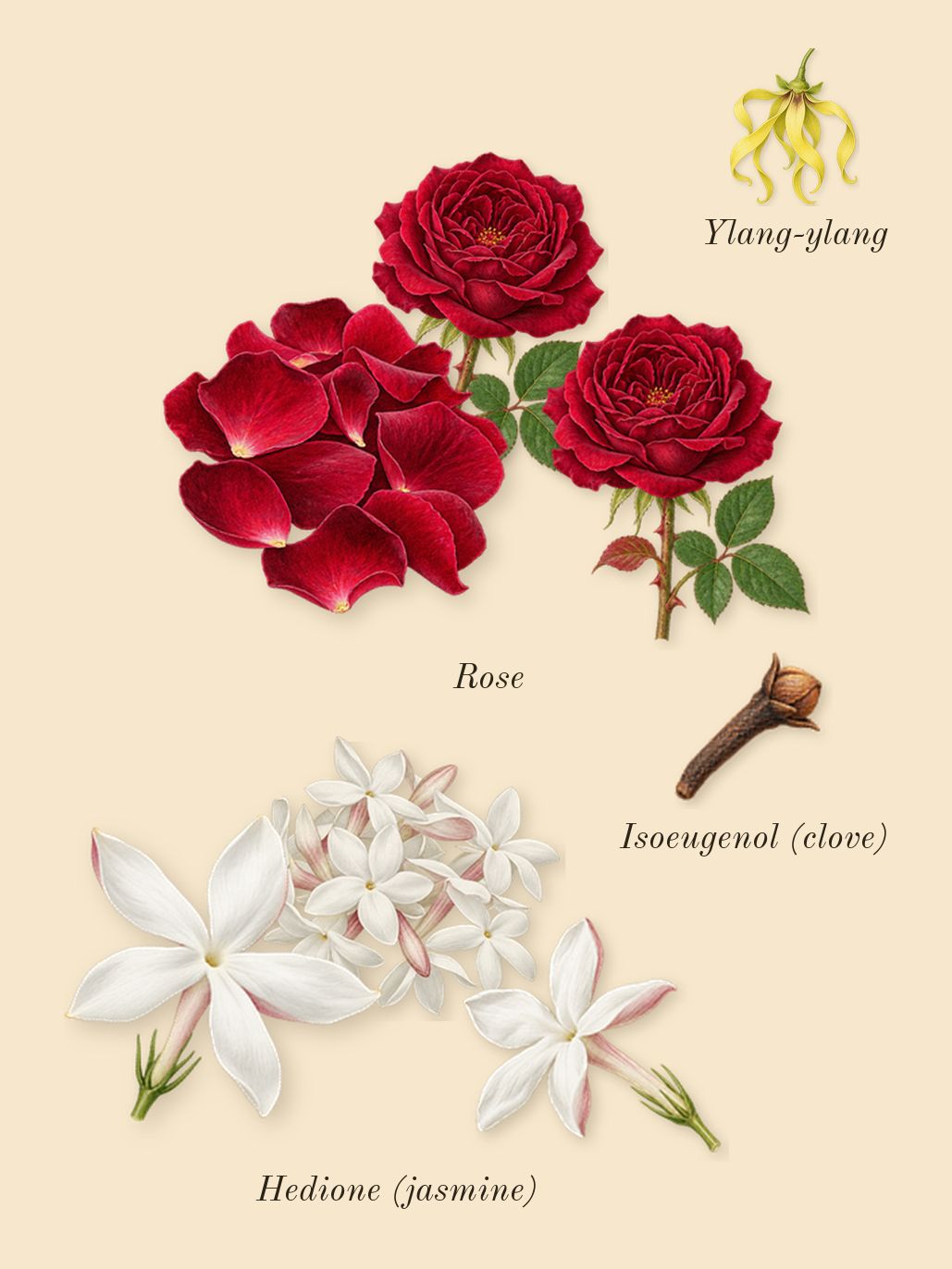 Psychedelic Love, heart: Rose, Hedione (jasmine), Ylang-ylang, Isoeugenol (clove)