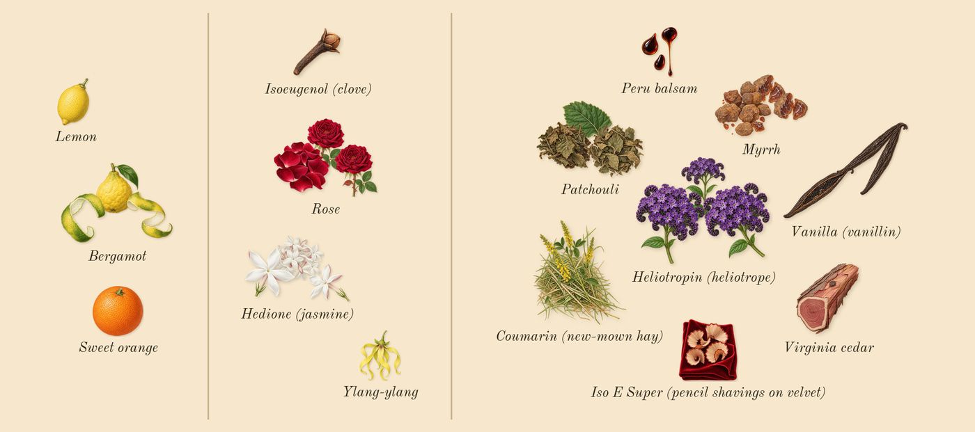 Psychedelic Love’s scent picture, a draft: bergamot, rose, myrrh, vanilla (vanillin), patchouli, heliotropin (heliotrope) drawn so far; dashed outlines where nothing is drawn yet