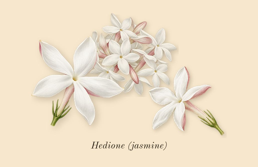 Rehab, heart: Hedione (jasmine)