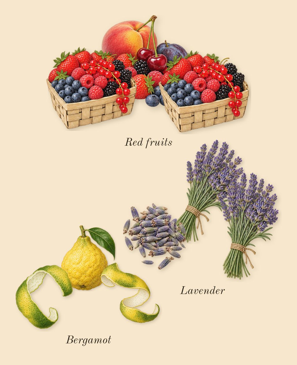 Wild Rush, top notes: Bergamot, Lavender, Red fruits