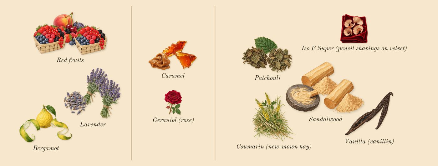 Wild Rush’s scent picture, a draft: bergamot, lavender, vanilla (vanillin), caramel, red fruits, sandalwood drawn so far; dashed outlines where nothing is drawn yet
