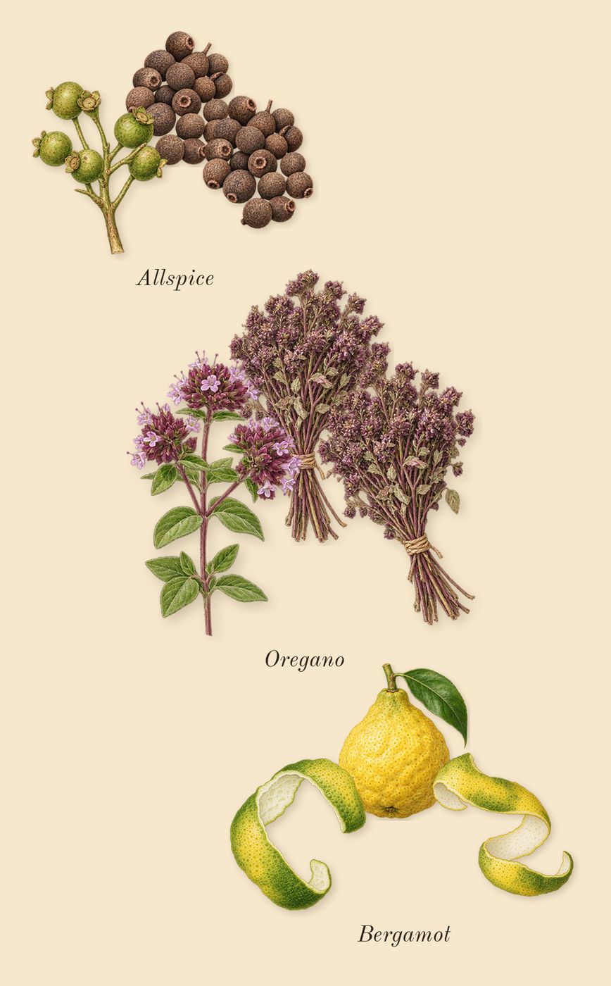 Interlude 53 Man, top notes: Bergamot, Oregano, Allspice