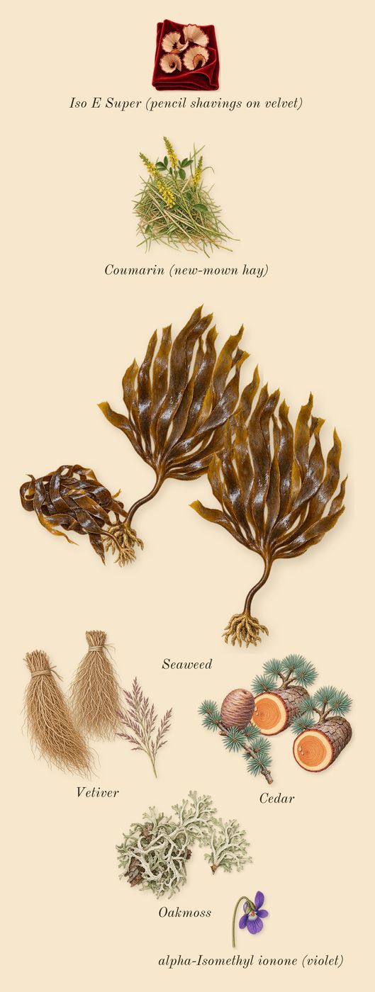 Le Sel d'Issey, dry-down: Seaweed, Oakmoss, Cedar, Vetiver, Iso E Super (pencil shavings on velvet), Coumarin (new-mown hay), alpha-Isomethyl ionone (violet)