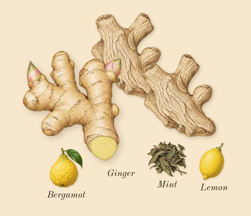 Le Sel d'Issey, top notes: Ginger, Lemon, Bergamot, Mint