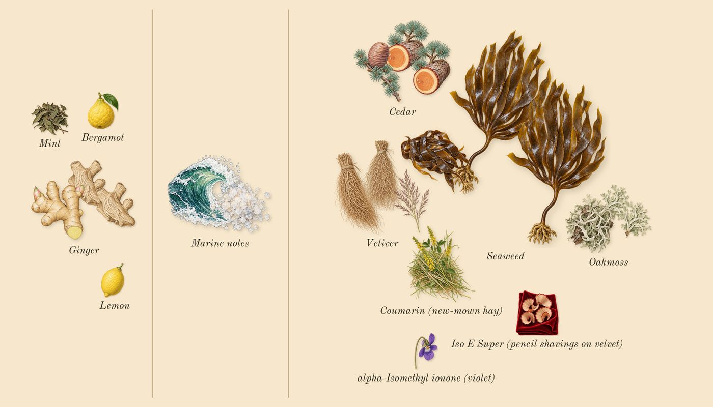 Le Sel d'Issey’s scent picture, a draft: seaweed, oakmoss, ginger, cedar, vetiver, marine notes drawn so far; dashed outlines where nothing is drawn yet
