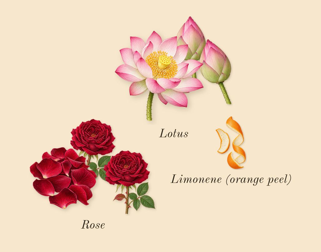 L'Eau d'Issey, top notes: Rose, Lotus, Limonene (orange peel)