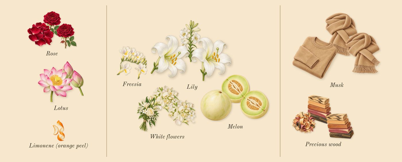 L'Eau d'Issey’s scent picture, a draft: rose, lotus, lily, white flowers, precious wood, melon drawn so far; dashed outlines where nothing is drawn yet