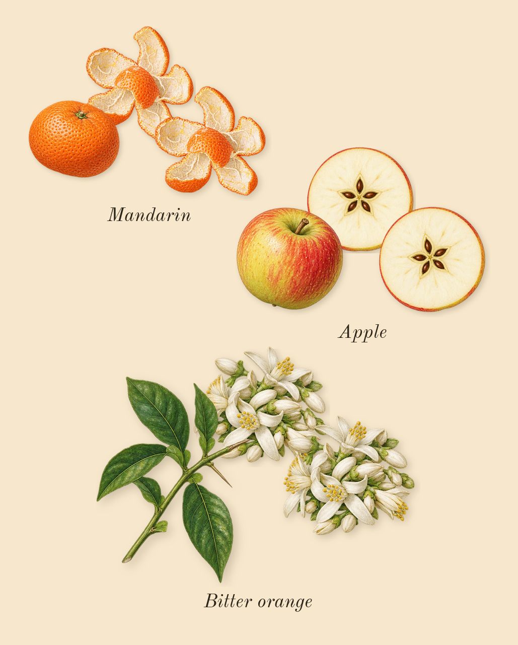 Classic Black, top notes: Bitter orange, Mandarin, Apple