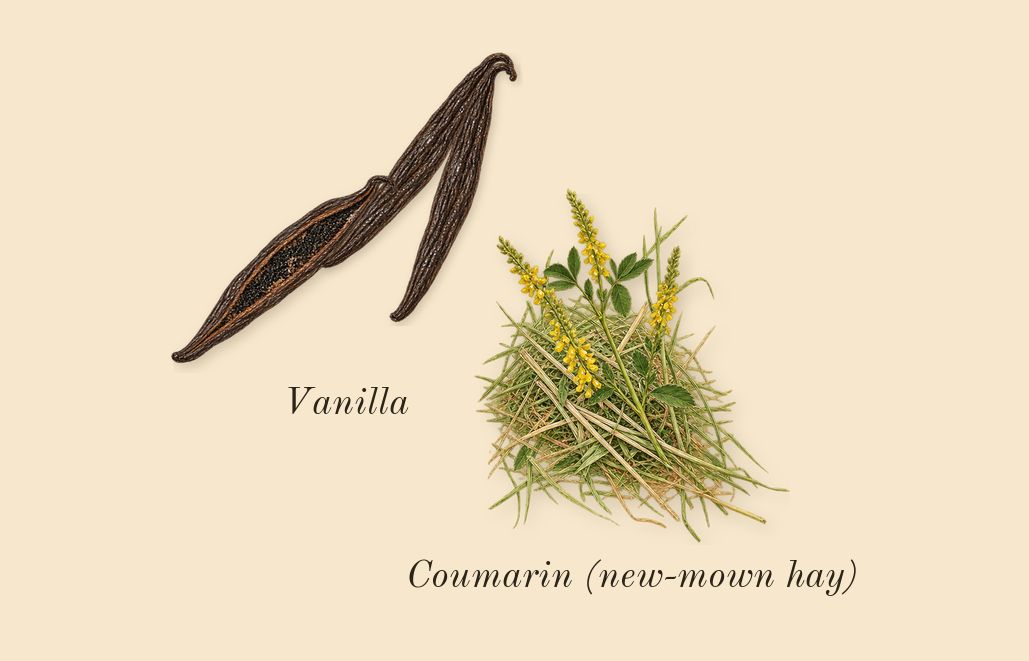 Classique, dry-down: Vanilla, Coumarin (new-mown hay)