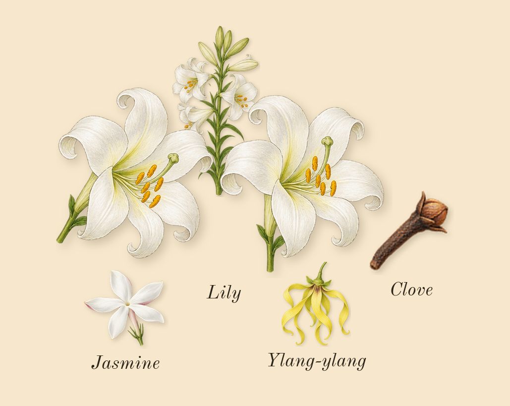 Gaultier Divine, heart: Lily, Clove, Ylang-ylang, Jasmine