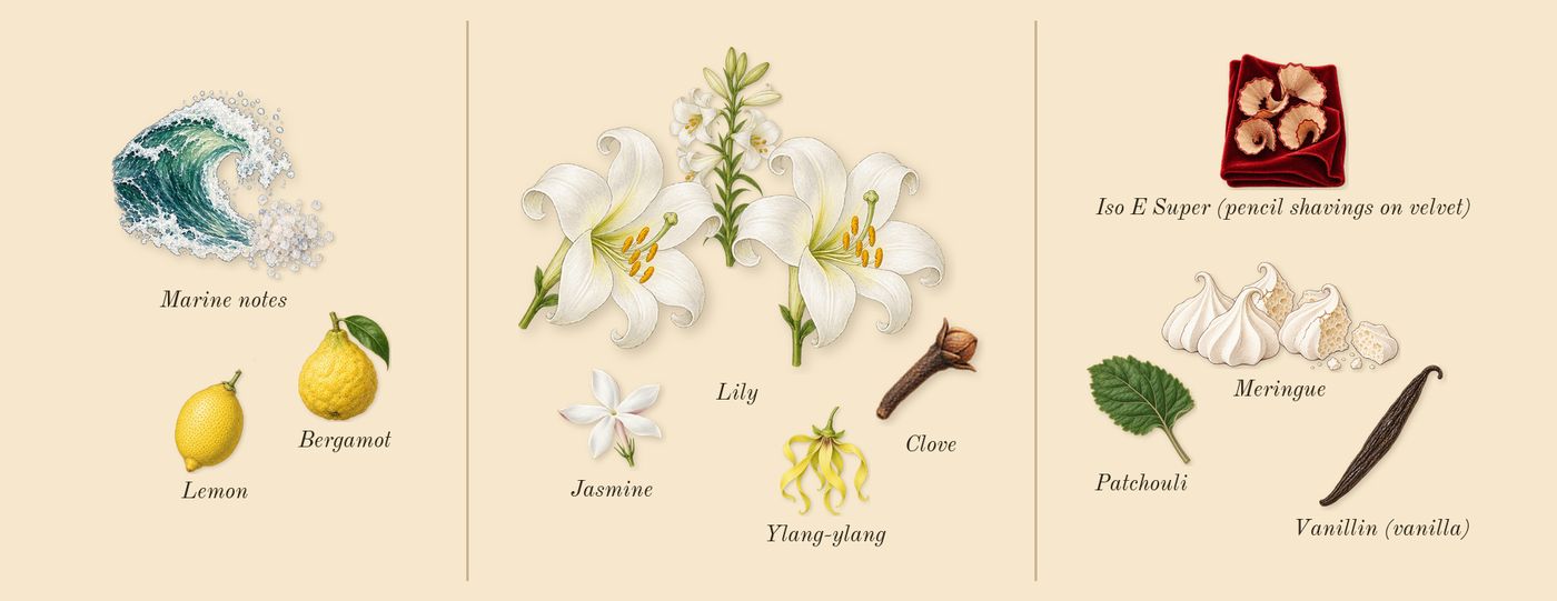 Gaultier Divine’s scent picture, a draft: marine notes, lily, meringue, bergamot, patchouli, clove drawn so far; dashed outlines where nothing is drawn yet