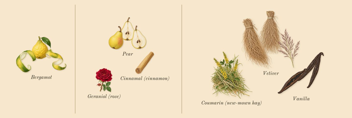 La Belle’s scent picture, a draft: bergamot, pear, vanilla, vetiver, coumarin (new-mown hay), geraniol (rose) drawn so far; dashed outlines where nothing is drawn yet
