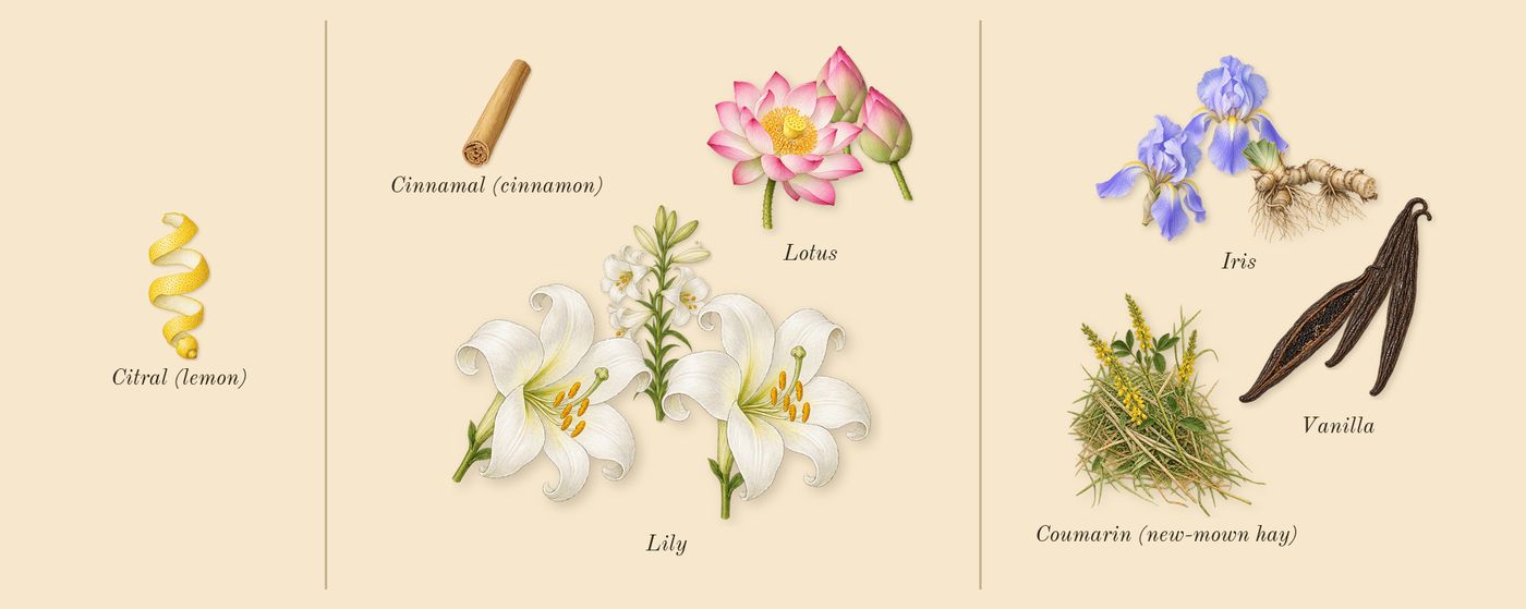 La Belle Paradise Garden’s scent picture, a draft: lotus, iris, vanilla, lily, coumarin (new-mown hay), citral (lemon) drawn so far; dashed outlines where nothing is drawn yet