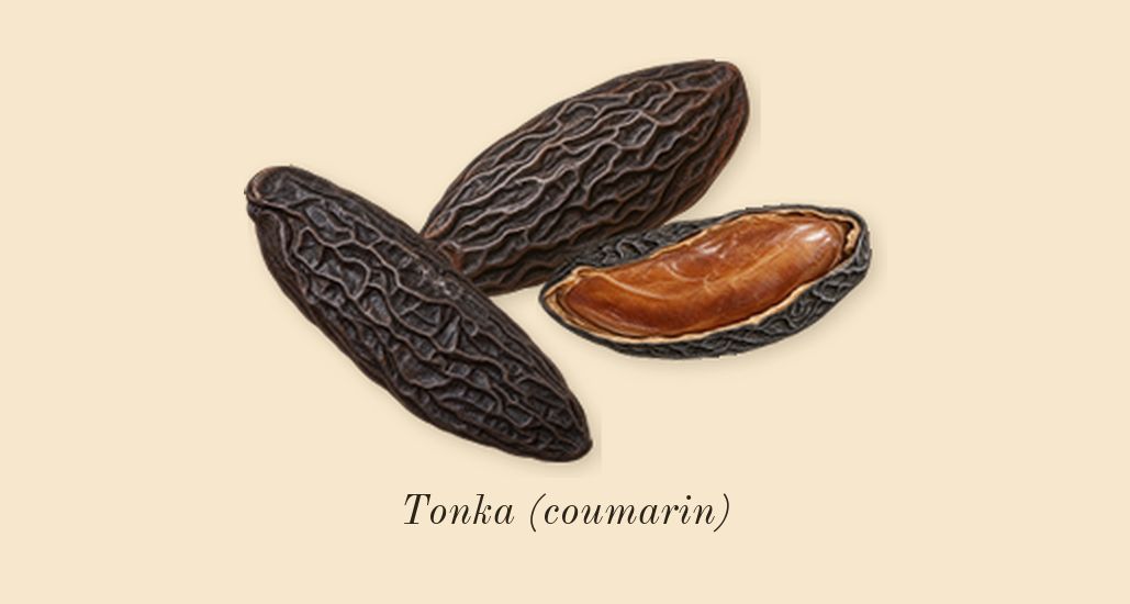 Le Beau, dry-down: Tonka (coumarin)